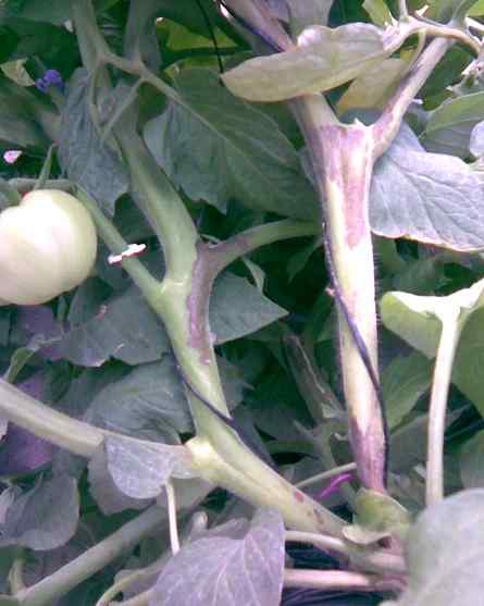Pith necrosis symptoms on tomato