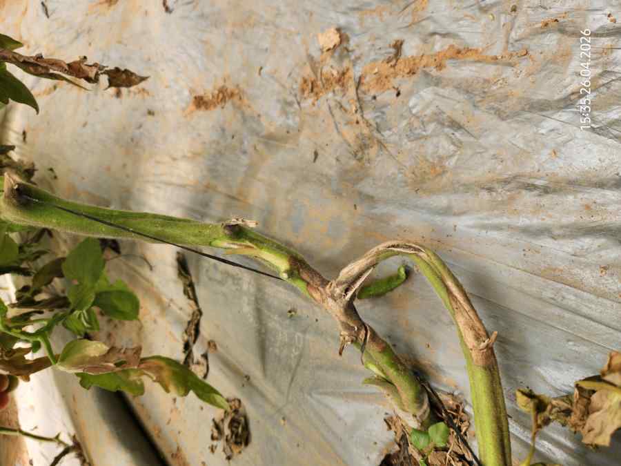 Pith necrosis — field photo 2