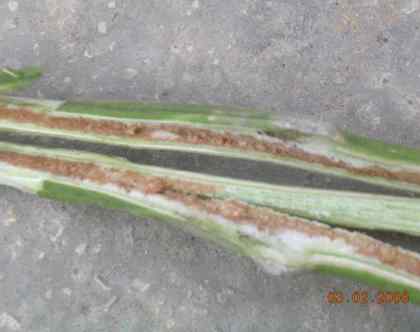 Pith necrosis — field photo 3