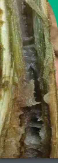 Pith necrosis — field photo 4