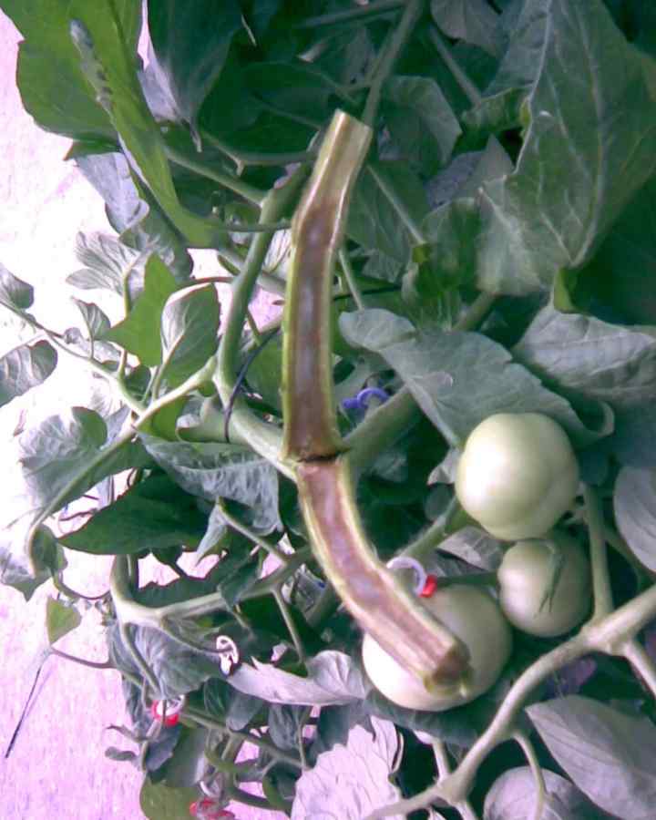 Pith necrosis — field photo 5