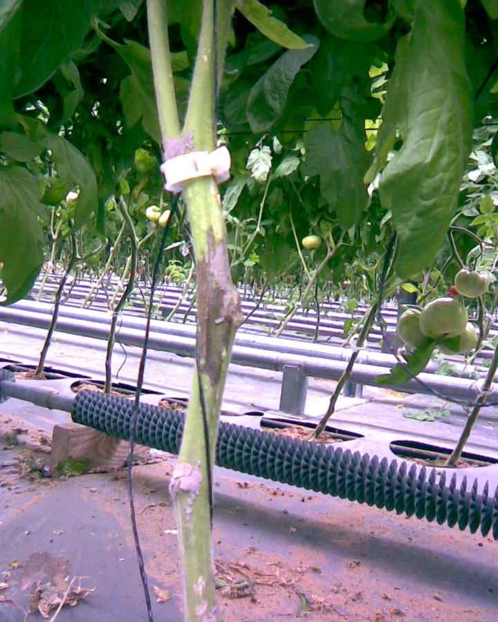 Pith necrosis — field photo 6