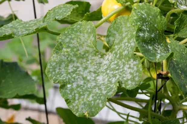 Powdery mildew symptoms on tomato