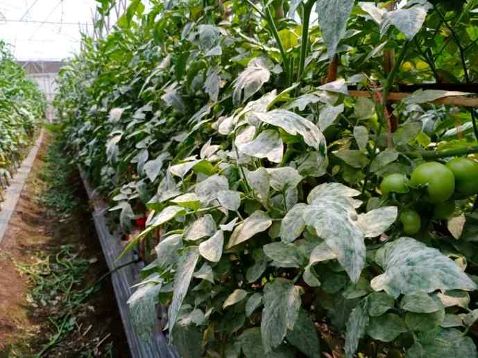 Powdery mildew — field photo 2