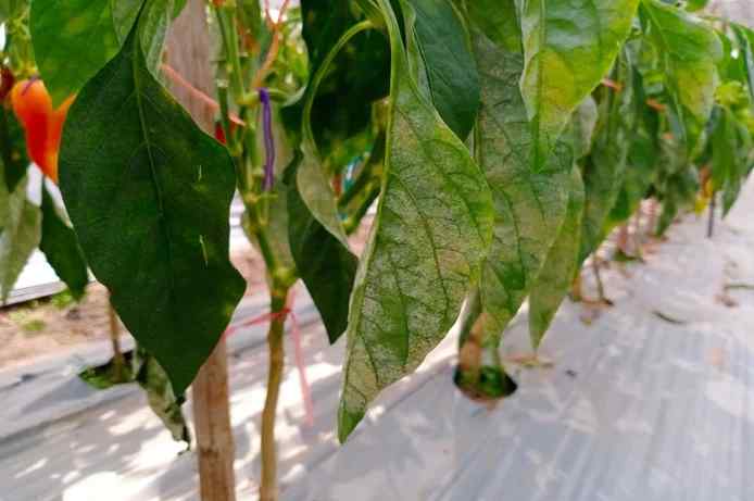 Powdery mildew — field photo 3