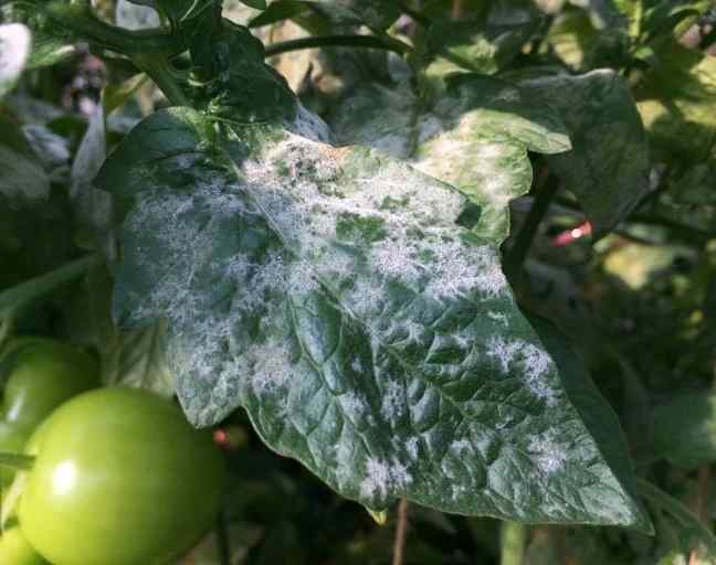 Powdery mildew — field photo 4