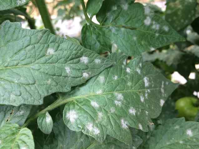 Powdery mildew — field photo 5