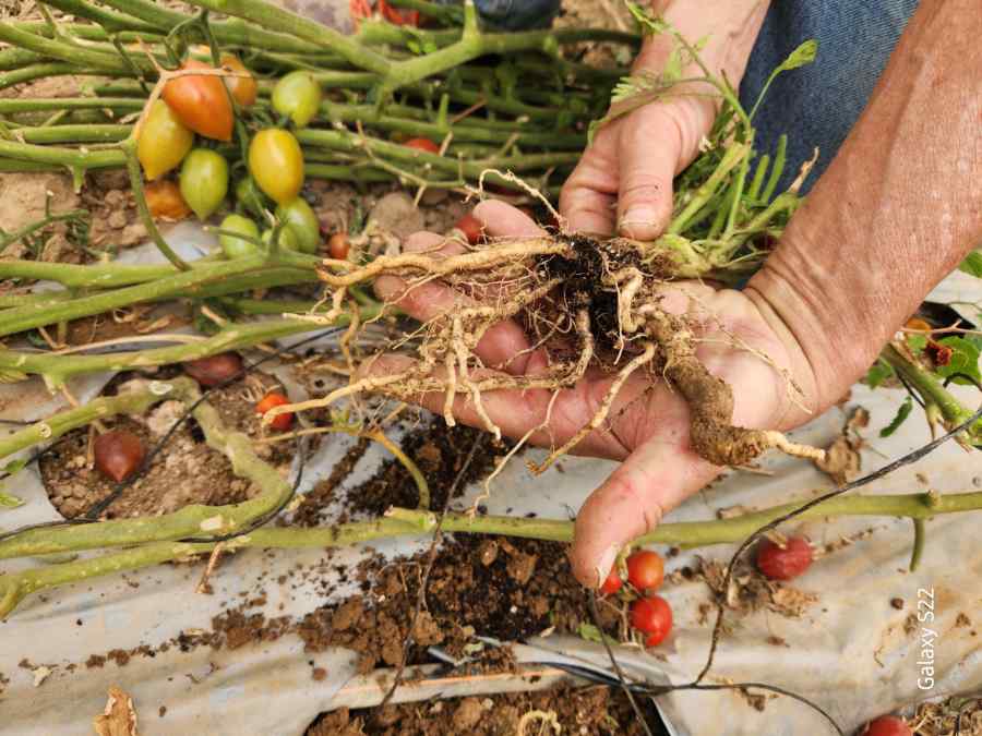 Root-knot nematodes symptoms on tomato