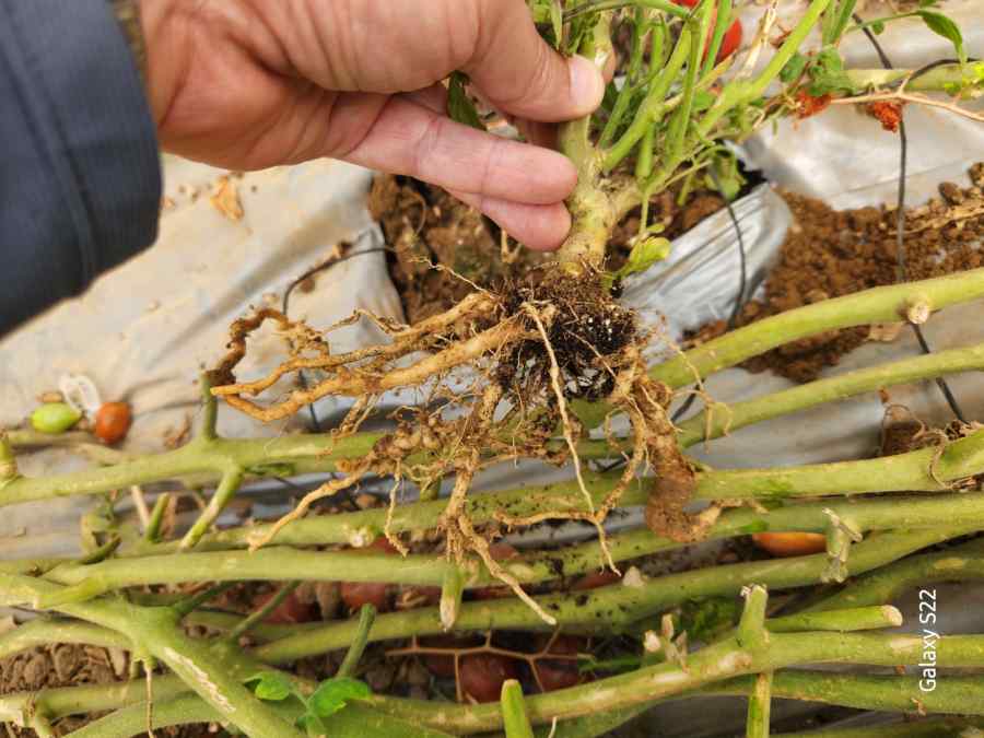 Root-knot nematodes — field photo 2