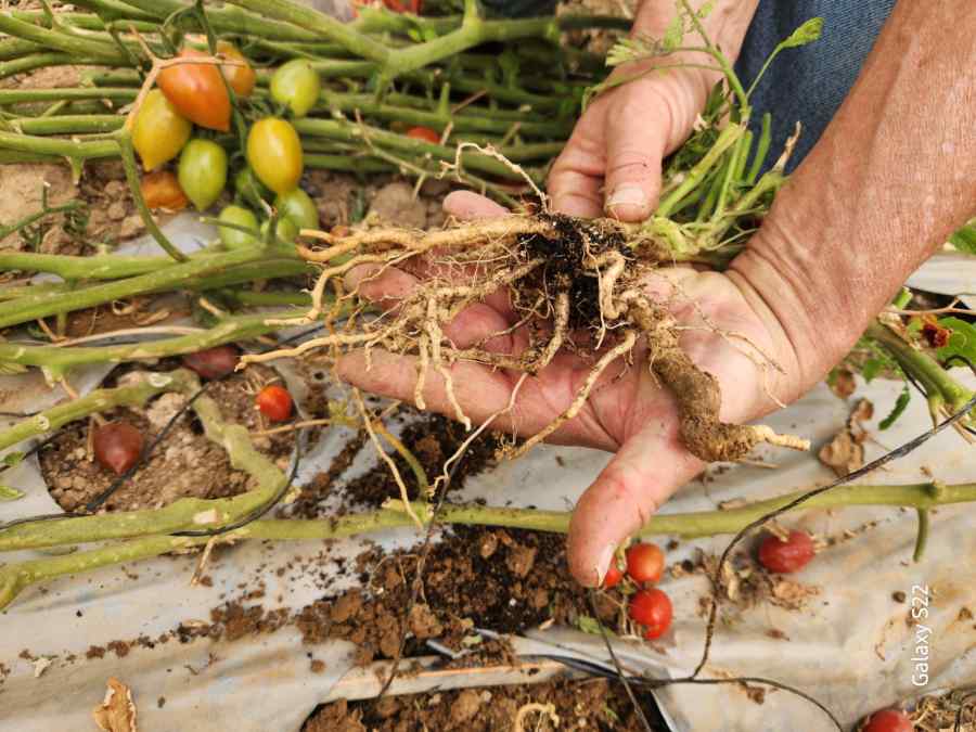 Root-knot nematodes — field photo 3