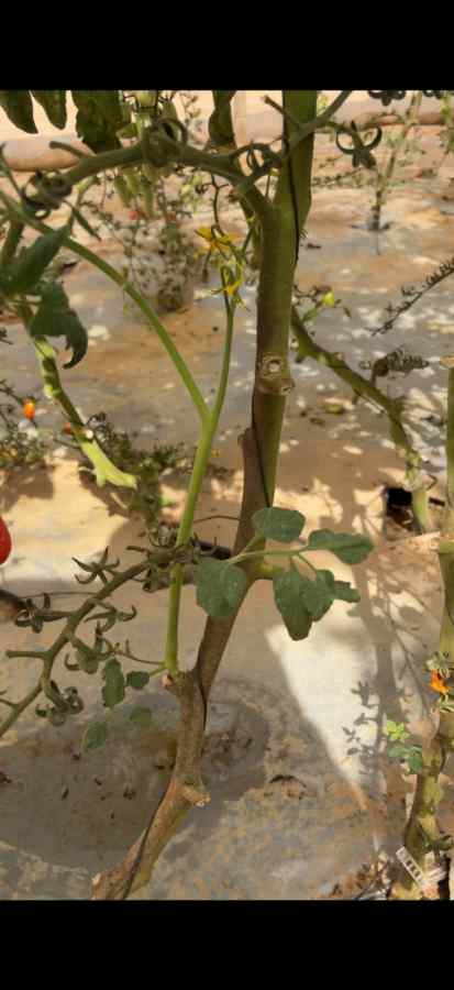 Tomato russet mite (Aculops lycopersici) symptoms on tomato