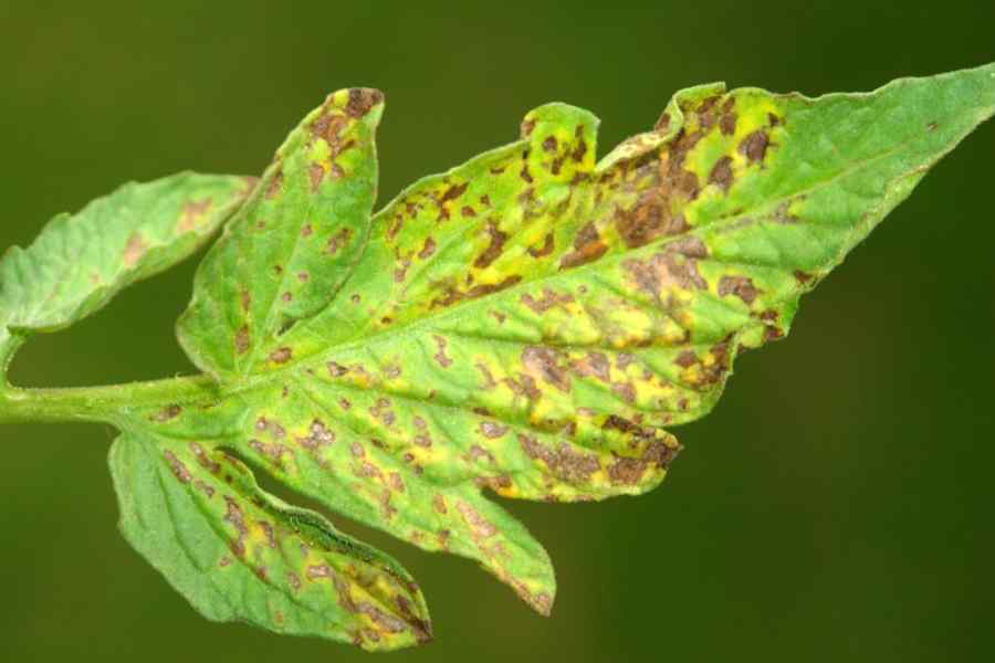 Septoria leaf spot symptoms on tomato