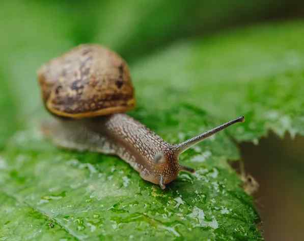 Snails and slugs symptoms on tomato