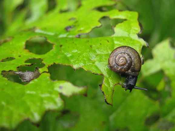 Snails and slugs — field photo 2