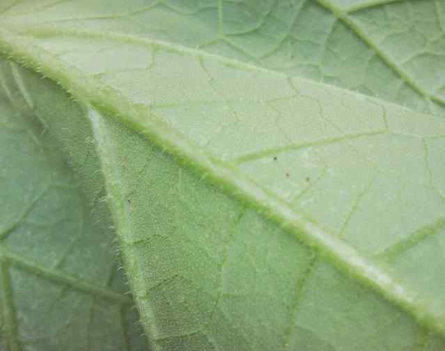 Spider mites — field photo 14