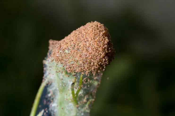 Spider mites — field photo 15