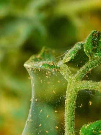 Spider mites symptoms on tomato