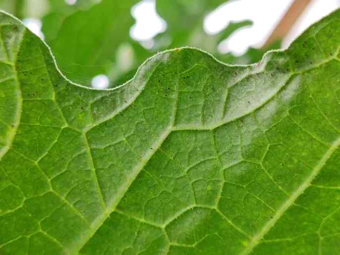 Spider mites — field photo 2