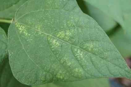 Spider mites — field photo 3
