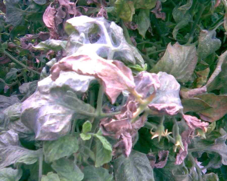 Spider mites — field photo 4