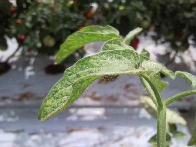 Spider mites — field photo 5