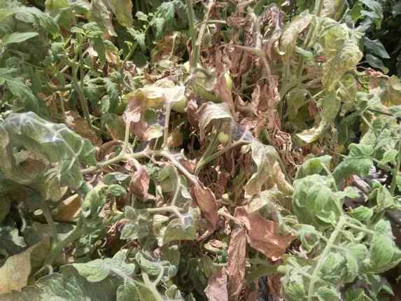 Spider mites — field photo 6