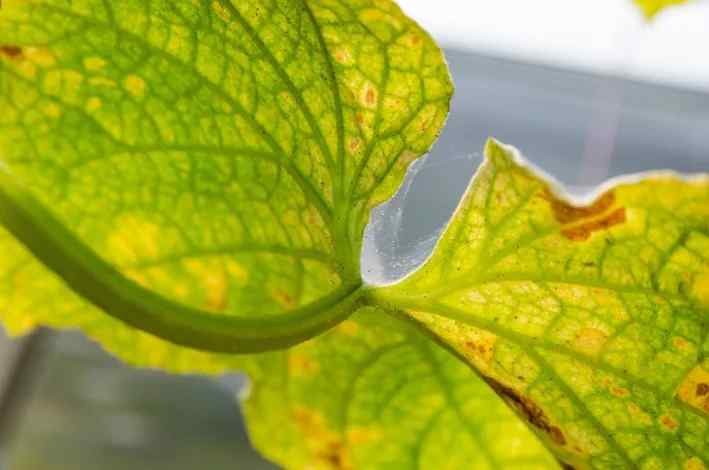 Spider mites — field photo 7