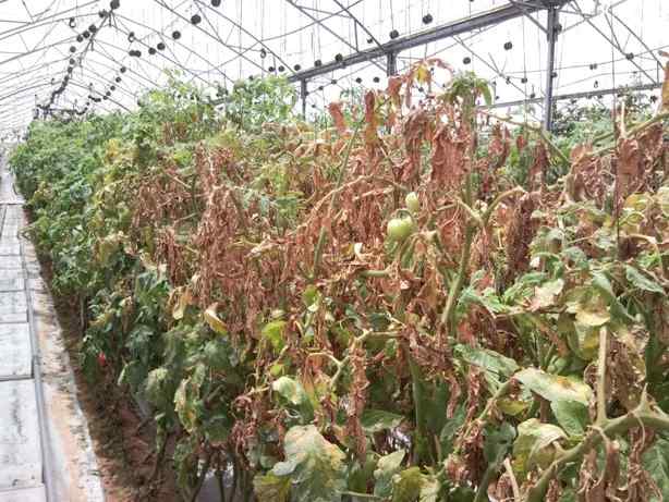 Spider mites — field photo 8