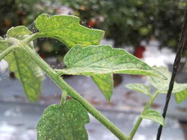 Spider mites — field photo 9