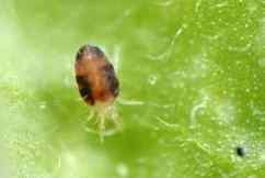 Spider mites — field photo 10