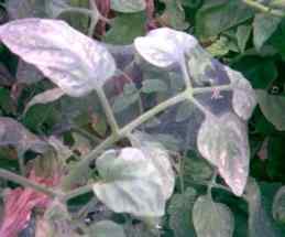 Spider mites — field photo 11