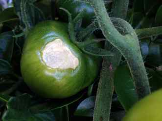 Sunscald symptoms on tomato
