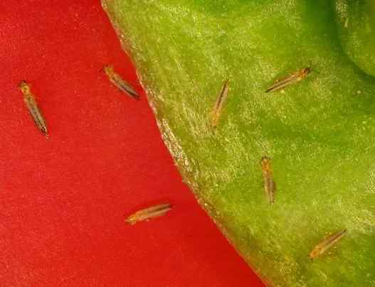 Thrips symptoms on tomato