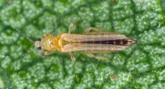 Thrips — field photo 2