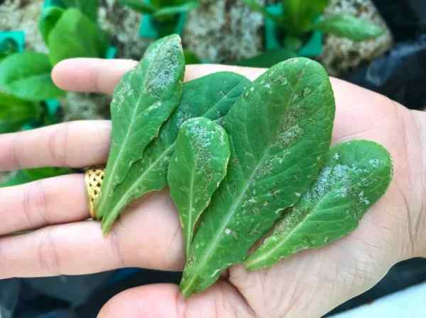 Thrips — field photo 4