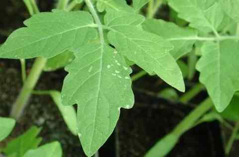 Thrips — field photo 5
