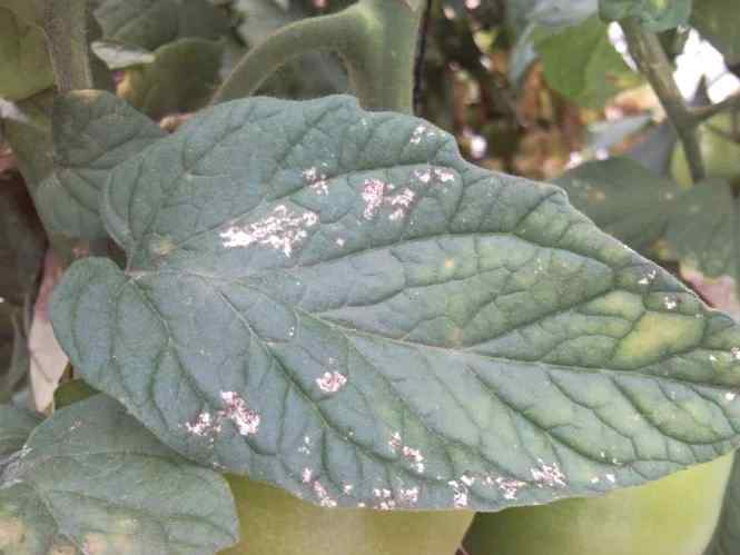 Thrips — field photo 6