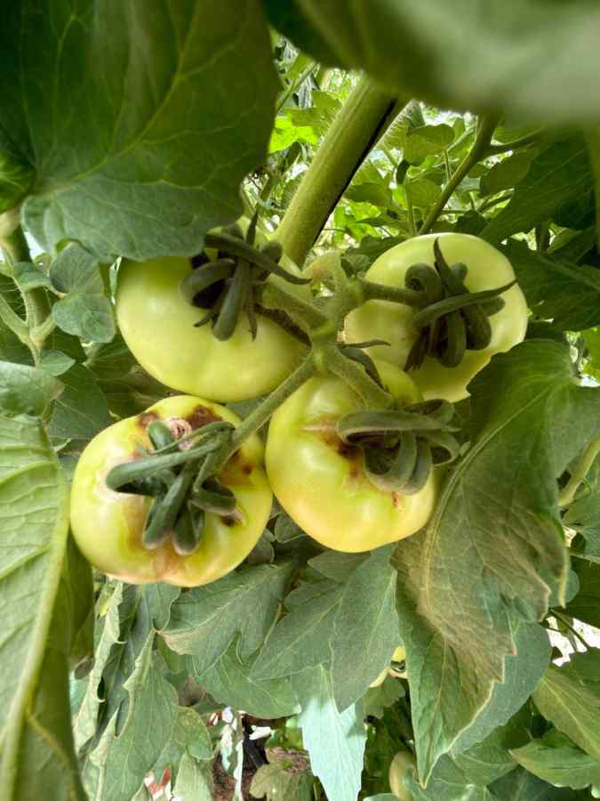 Tobamovirus diseases (TMV, ToMV, ToBRFV, etc.) symptoms on tomato