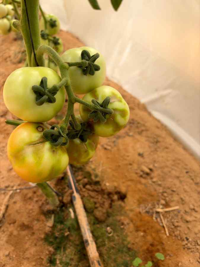 Tobamovirus diseases (TMV, ToMV, ToBRFV, etc.) — field photo 2