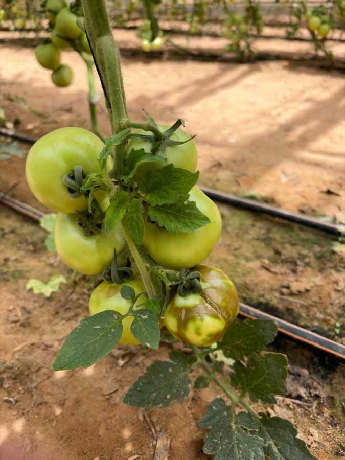 Tobamovirus diseases (TMV, ToMV, ToBRFV, etc.) — field photo 4