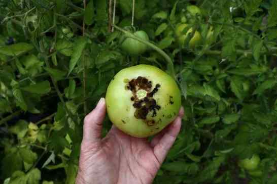 Tuta absoluta (tomato leafminer) symptoms on tomato