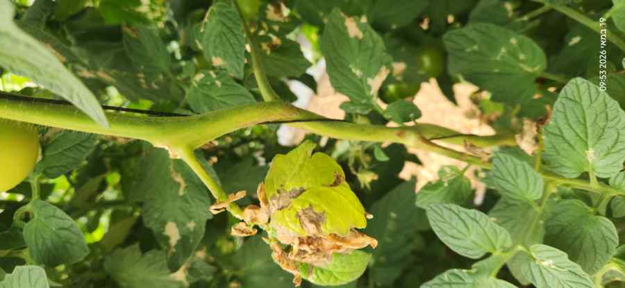 Leaf miner — field photo 8
