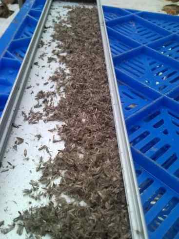 Tuta absoluta (tomato leafminer) — field photo 2