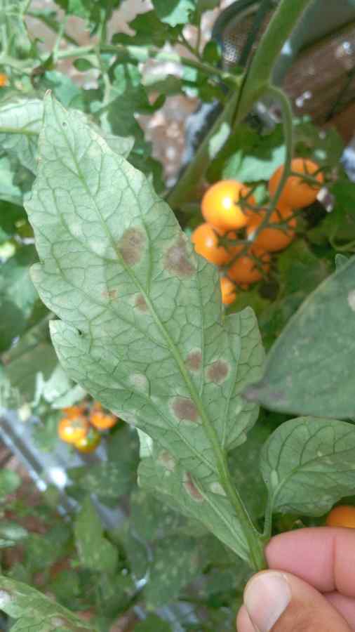 Leaf mold — field photo 6