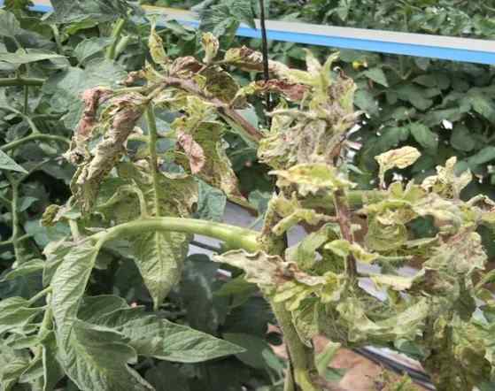 Tomato spotted wilt virus (TSWV) symptoms on tomato