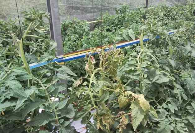 Tomato spotted wilt virus (TSWV) — field photo 2