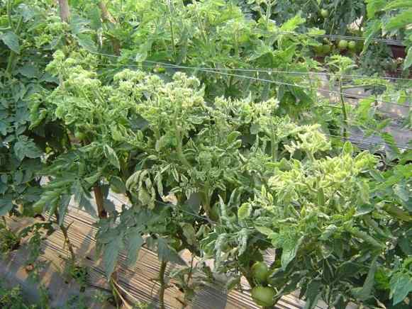 Tomato spotted wilt virus (TSWV) — field photo 3
