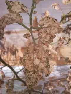 Tuta absoluta (tomato leafminer) — field photo 3