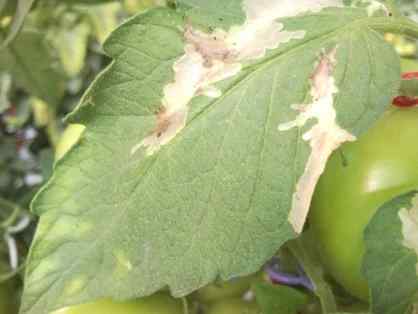 Tuta absoluta (tomato leafminer) — field photo 4