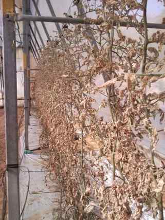 Tuta absoluta (tomato leafminer) — field photo 5